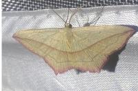 Timandra comae