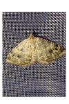 Triphosa dubitata