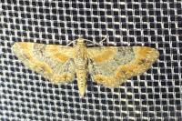 Eupithecia linariata/pulchellata/pyreneata