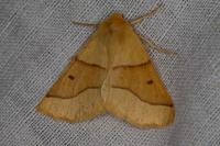 Crocallis elinguaria