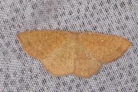 Cyclophora ruficiliaria