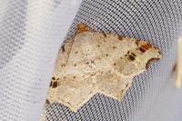 Macaria alternata