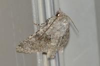 Polymixis dubia