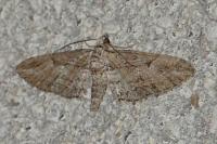 Eupithecia oxycedrata
