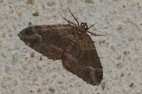 Catarhoe basochesiata