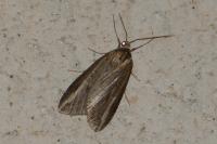 Chesias legatella