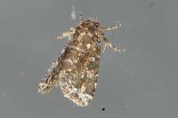 Callopistria latreillei