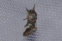 Diloba caeruleocephala