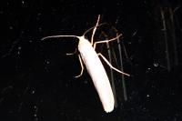 Eilema caniola