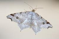 Macaria alternata
