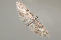 Eupithecia abbreviata