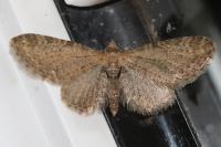 Eupithecia vulgata