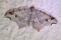 Macaria alternata