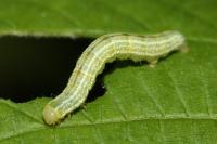 Operophtera brumata
