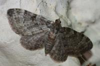 Pasiphila chloerata