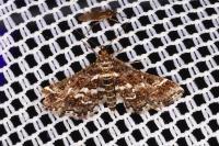 Diasemiopsis ramburialis