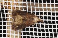 Schrankia costaestrigalis