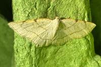 Stegania trimaculata