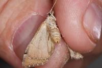 Aplocera efformata