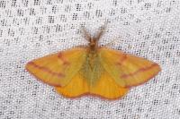 Lythria purpuraria
