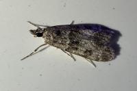 Eudonia mercurella