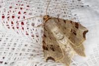 Macaria alternata