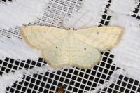 Scopula immutata