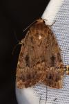 Amphipyra pyramidea