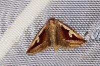Deltote uncula