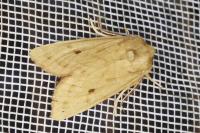 Hydraecia osseola hucherardi