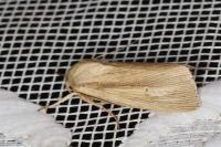 Mythimna straminea
