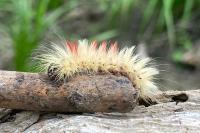 Acronicta aceris
