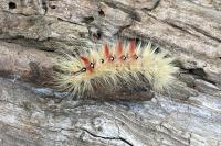 Acronicta aceris