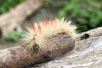 Acronicta aceris