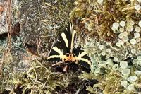 Euplagia quadripunctaria