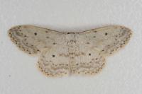 Idaea seriata