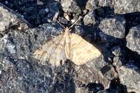 Mesotype didymata