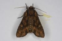 Mniotype solieri