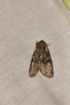 Lacanobia thalassina