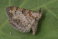 Eupithecia laquaearia
