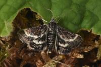 Atralata albofascialis