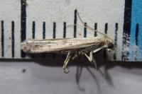 Phycitodes inquinatella