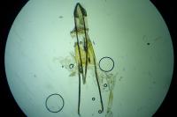 Phycitodes inquinatella