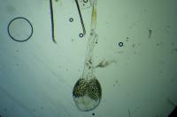 Phycitodes inquinatella