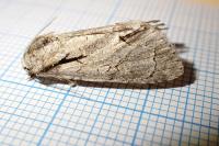 Acronicta psi