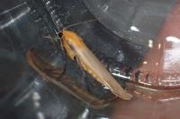 Lithosia quadra