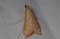 Antigastra catalaunalis
