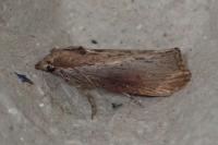 Galleria mellonella