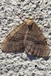 Operophtera brumata