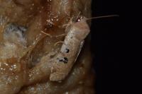 Conistra rubiginosa